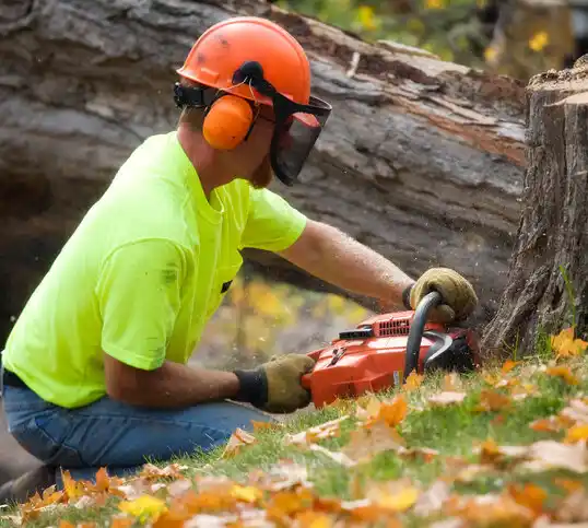 tree services North Hornell